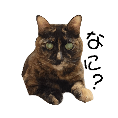 くろちゃんファミリー3