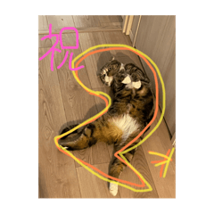 茶々丸　2歳になりました！