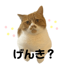 マンチカンのちゃちゃ2