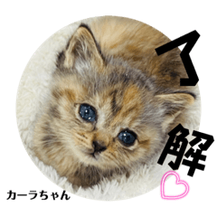 ねこ友会保護猫支援〜よく使う日常会話②〜