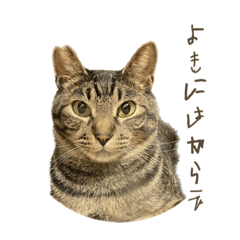 保護猫 むつきの塩対応