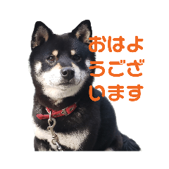 ぶんたワッショイスタンプ