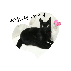 黒猫姉妹crossandra