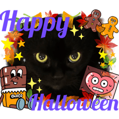 黒猫 ルナ院長117にゃんめ