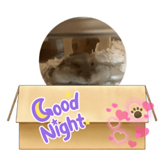 アッシュ‪·͜· ︎︎ᕷ