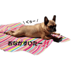 フレンチブルドッグ (ポポver.)