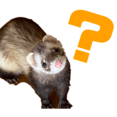 くうちゃんスタンプα