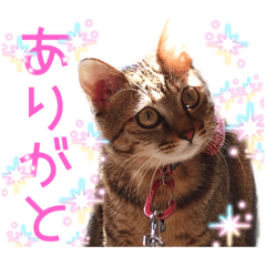 日常的にネコを信じ崇めよ