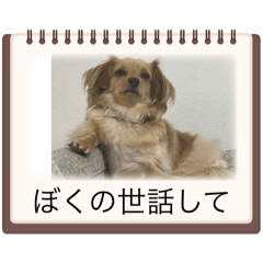 ちゃっぴー家族