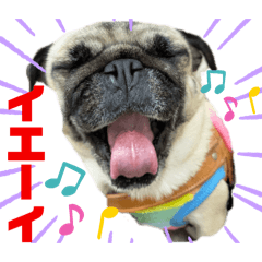 フレブルちゃんとパグちゃん姉妹の日常