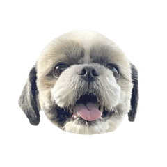 シーズーミントの部屋3