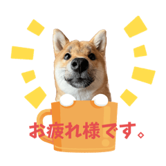 柴柴ドラちゃん。