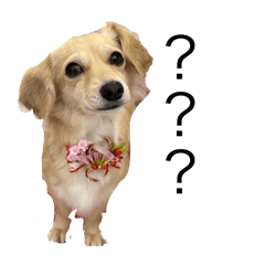可愛い犬スタンプ『サクラ』