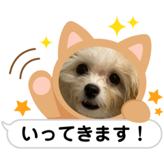 マルプーのナナ♀(パピーvol.2)