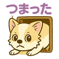 チワブなはなちゃんの日常④