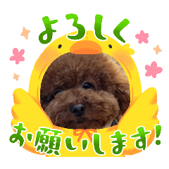 あんじゅ(犬)日常スタンプ