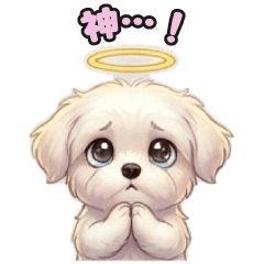 ミックス犬シリーズ　マルポメ54