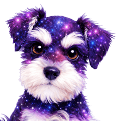 Galaxy Miniature Schnauzer: Thai
