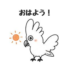 ハクタイオウムちゃんの日常