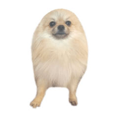 本橋家のお犬様。