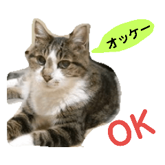 猫、犬、虎、鹿、ラクダ、カマキリ達の挨拶