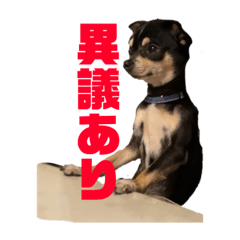 我が家のワンズ達