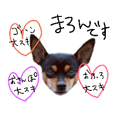 チワピンまろん♡♡♡♡♡