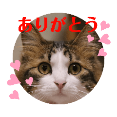 猫のりり ありがとうが多めスタンプ