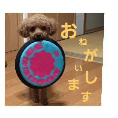 ワンちゃんstyle