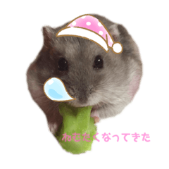 ハムちゃんず0429