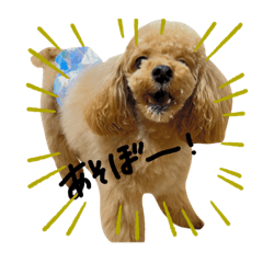 トイプードルのSORAくん