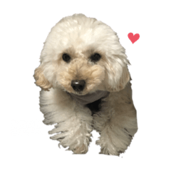 我が家の愛犬るなちゃんスタンプ