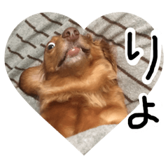 私の家族いちご、いっちー、いったん