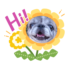 赤ちゃんと犬ときどき猫