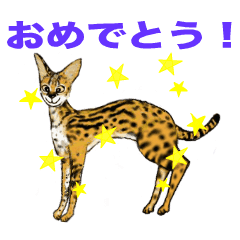 サーバルキャット ☆ LOVE 