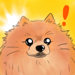 可愛いだけじゃない表情豊かなポメラニアン