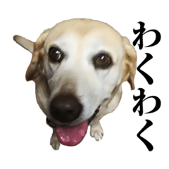 ラッキーの日課