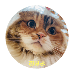 スコティッシュフォールド　りる