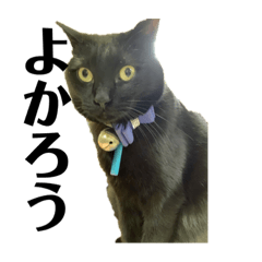 黒猫の運ちゃん。Part5