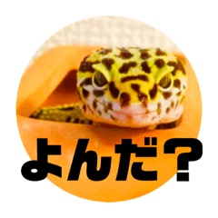 レオパのペロたん