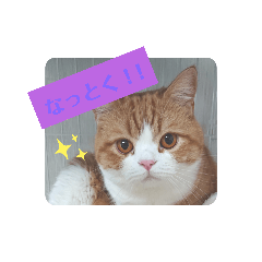 ねこのまる。スタンプ