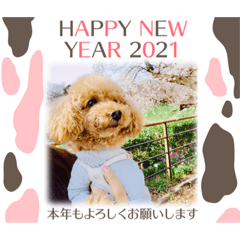 トイプードル　新年の挨拶