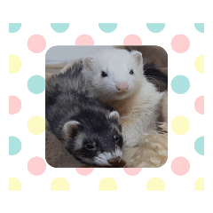 フェレットのあきちゃんともちくん
