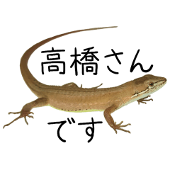 カナヘビの高橋さん（主に実写）