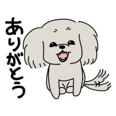 トイプードルのロンココ