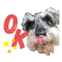 ウチのシュナウザー（紫音＆音々）