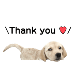 ラブラドール♡ララ♡⑥