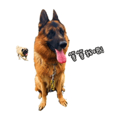 PUG & GERMAN SHEPHERD LOVER