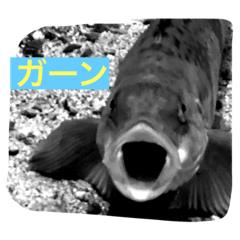 身の回りの生き物たち