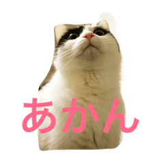 うちの猫（関西弁）